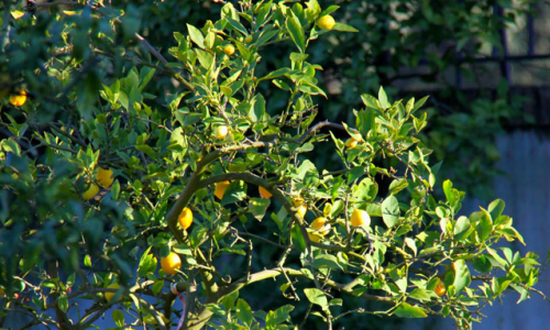 citronnier