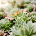 Sempervivum