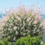 saule crevette